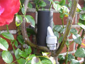 Aufgesteckte Wasserhahnverschlusskappe ohne Vorhangschloss in einem Rosenbusch